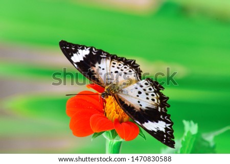 Butterfly on a mexican sunflower. In the garden. Tithonia rotundifolia Gray