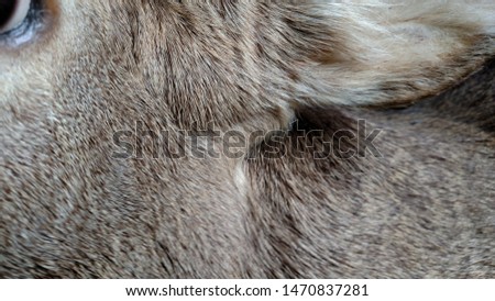 Close Up Picture Of A Deer