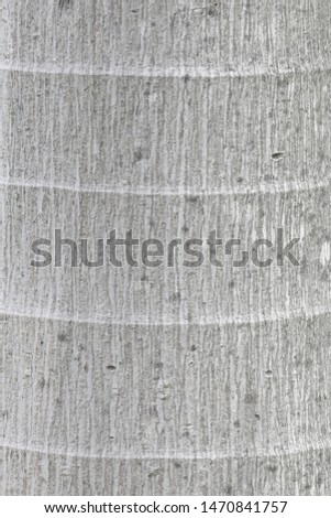 Close-up view of highly detailed palm gray tree bark texture. Nature Old wood background. Ancient and weathered brown tree cracked bark filling the frame, coconut bark texture. surface for any design