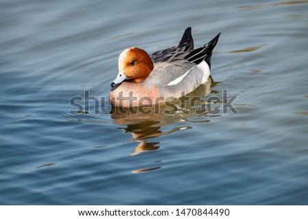 Eurasian Wigeon swimming on a pond