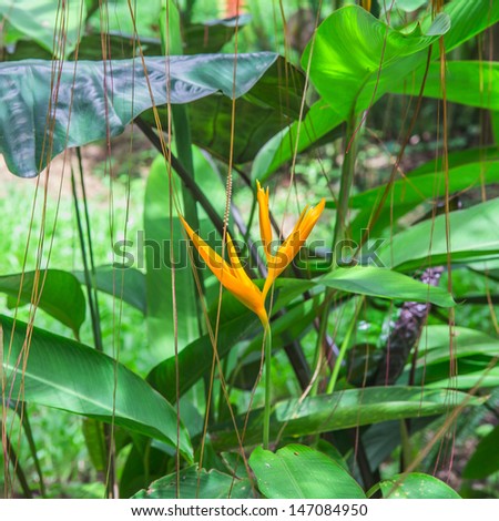 Bird of paradise flowers  in tropical forests most people use for  provide garden in home and spa shop