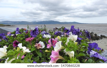 Colourful flower basket on beach wall in Blackrock, Dundalk, County Louth overlooking Dundalk Bay, the Cooley Peninsula and the Cooley Mountains
