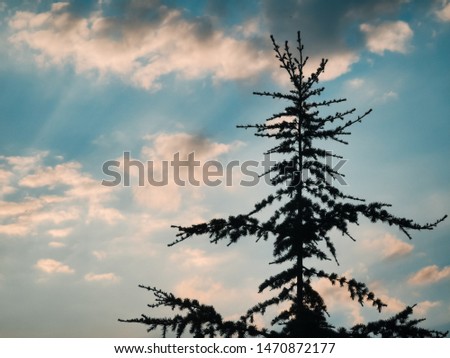 pine tree silhouette blue sky