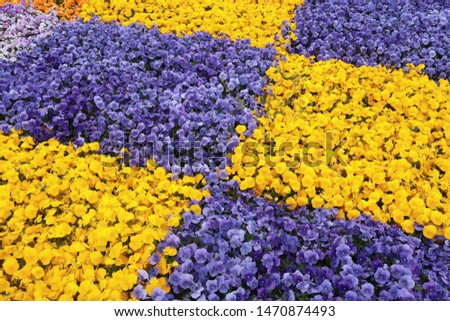 Close-up purple and yellow flower leaves