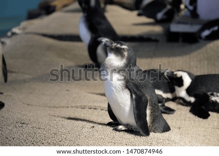 African Penguin (Spheniscus demersus) in zoo