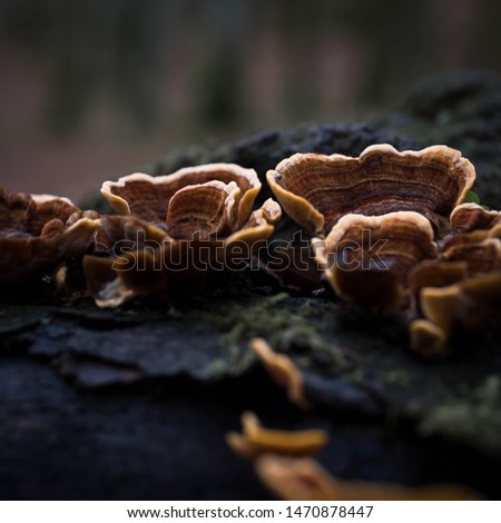 Mushrooms and lichens in the forest. Close up picture of the natural environment in autumn. Dark photography, moody photography.