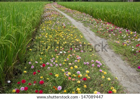 wild flowers growing by a country road