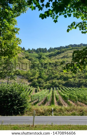 Beautiful landscape view of the Main valley with its vineyards at the Benediktusberg near Würzburg