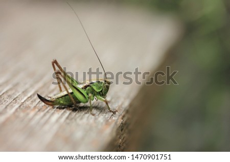 Green grasshopper sitting on a blackboard in profile wide aperture blurred horizontal background