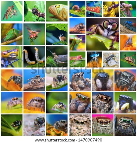 Collage of pictures of various insects and spiders, closeup of arthropods.