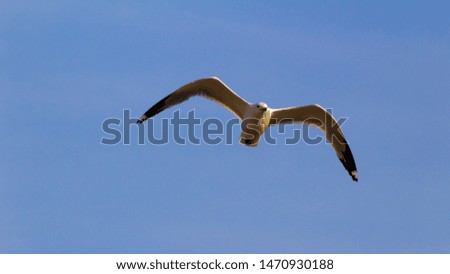 Ring Billed Gull flying over a Cape Cod beach