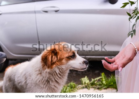 puppy and bride near the car
