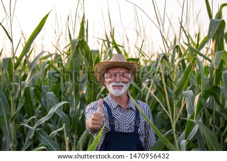 Old farmer with white beard showing thumb up as ok sign in corn field in summer