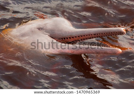 Boto Amazon River Dolphin. Amazon river, Manaus, Amazonas, Brazil South America