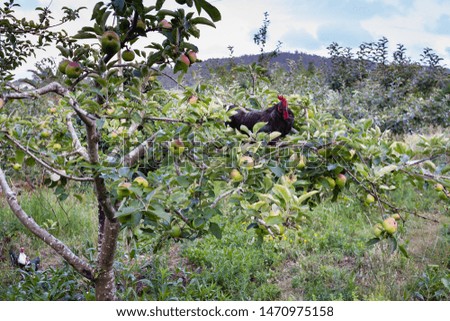 An Adult cock standing above an apple tree. Nature and rustic life concept. Animal alert hiding among the foliage on a Galicia Northern Spain rural landscape.