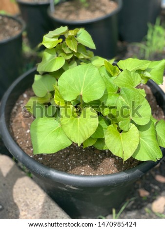 Picture of a sweet potato plant