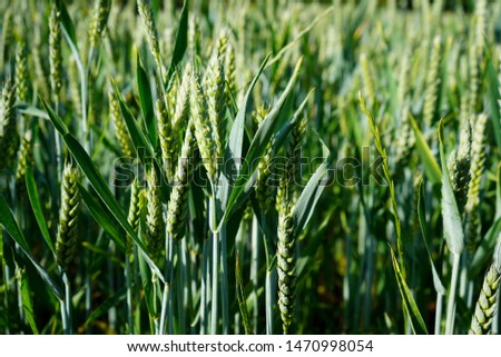 Close up of green wheat growing in a farm field 