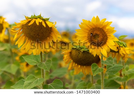 beautiful sunflower. sunflower petals and seeds