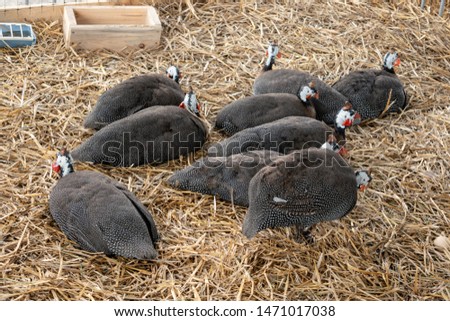 Guinea fowl farm. Helmeted guineafowl, Numida meleagris, big grey bird in the poultry yard. Royalty-Free Stock Photo #1471017038