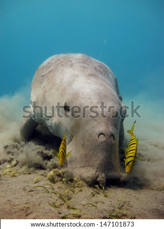 Dugong dugon eating seagrass