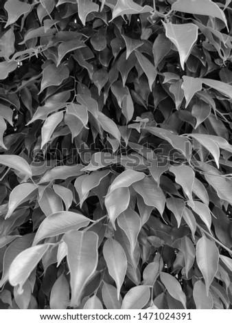 Black and White Abstract image of leaves for background and title . Copy space for text and title. leaf pattern.