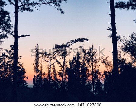 Creation of nature bright juicy sky and forest sunset view through the trees