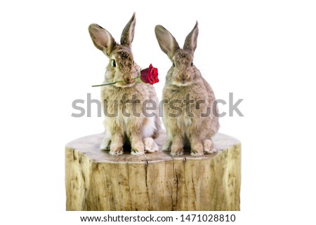 two cute animal rabbits man and woman love each other on a white background, family, abstraction