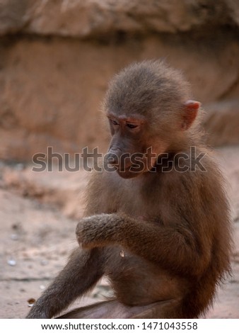 Hamadryas Baboon Old World Monkey
