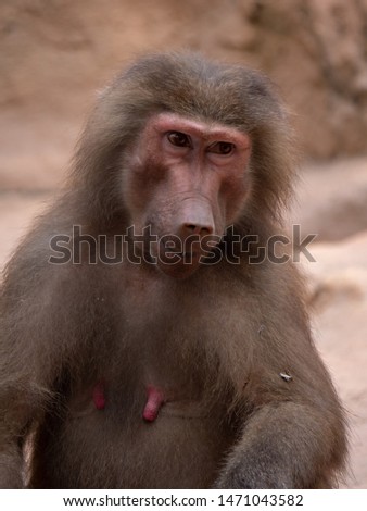 Hamadryas Baboon Old World Monkey