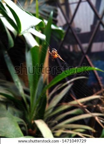 little working spiderman, garden neighbor