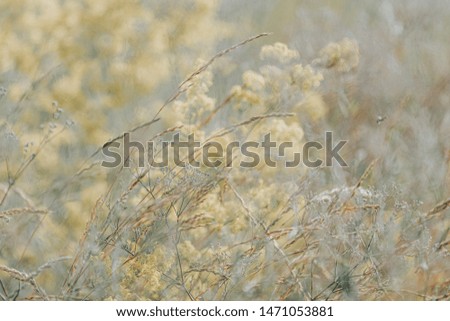 Wild blooming grass in field meadow in nature, defocused, close up. Beautiful summer nature landscape in vintage pastel colors, copy space.