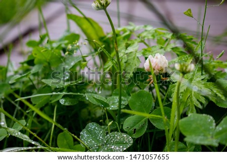 Clover blooms in the yard in summer