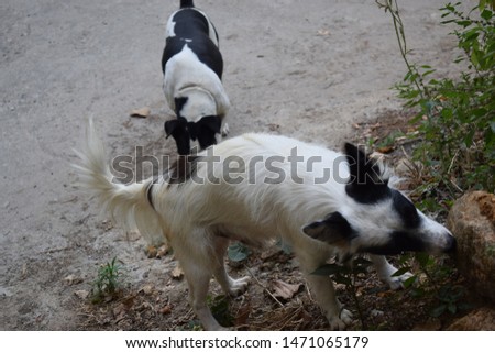 Two small black and white dogs