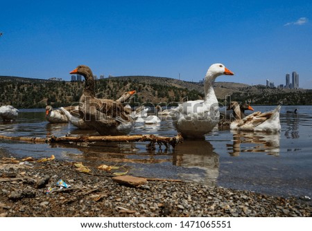 Family of geese walking around eymir lake on a sunny day