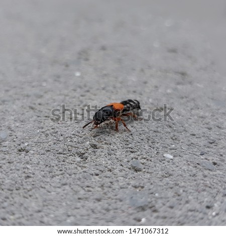 Rove beetle (Staphylinus erythropterus) macro