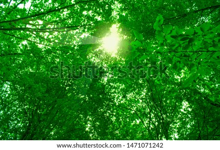 beautiful trees in sunshine, natural background