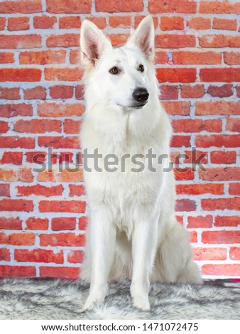 White shepherd dog portrait. Image taken in a studio with red brick wall background.