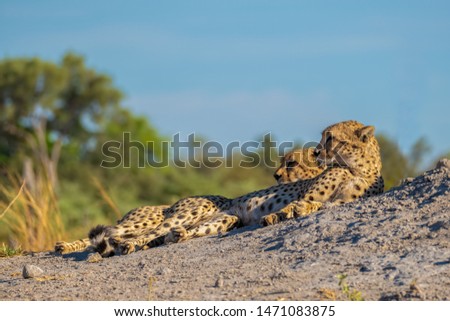 two cheetah brothers relaxing in african savannah