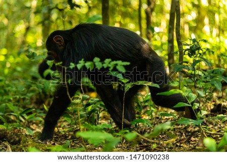 A chimp moving through the Kibale forest