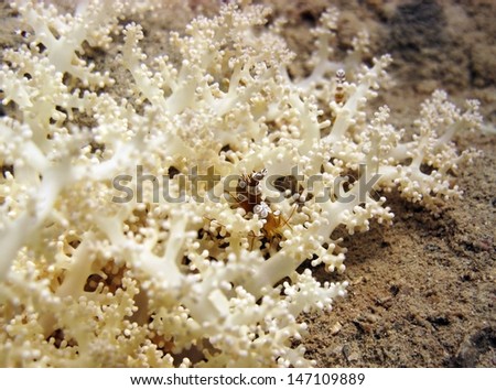 Soft coral and squat shrimp