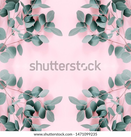 Eucalyptus leaves on pastel pink background. Frame made of eucalyptus branches. Flat lay, top view, copy space, square