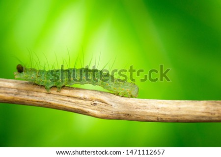 Image of green caterpillar on the branches on a natural background. Insect. Animal.
