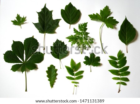 Many green leaves scattered on white background, isolated. Flat lay. Top view. Natural background, frame with space for text.