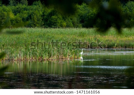 white heron against the background of a mountain lake and green forest