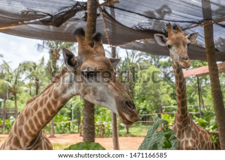 Giraffes at Dongshan Safari Park, Hainan, China
