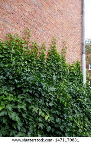 Ivy, hedera helix, evergreen climbing plant grows up on a brick wall