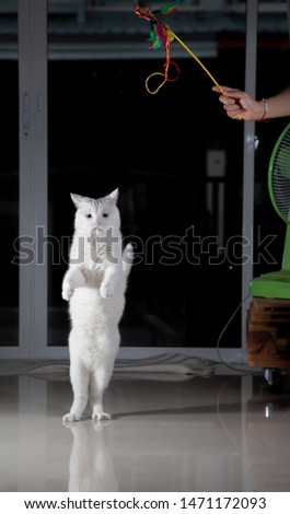Cats Stand up and jump to play with owners. Stop Action White cat jumping up leaps in the air and strange movements.
