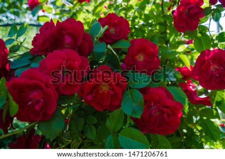Bush of a fluffy red roses in sunny day. Romantic florets on blurred green leaves background in lush garden. Close up of bushes with full blooms on shrubs. Magenta flowers for decorating any holiday.
