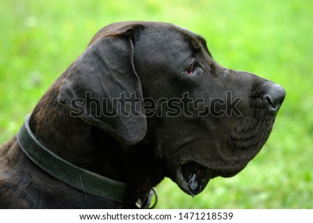 big black great Dane on a background of grass