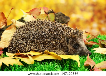 Hedgehog on autumn leaves in forest